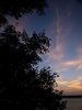 tree and sunset.jpg