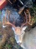 Nice buck I harvested at my lease in Jones Creek, Tx. on 12-21-2009