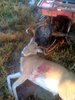 Nice buck I harvested at my lease in Jones Creek, Tx. on 12-21-2009